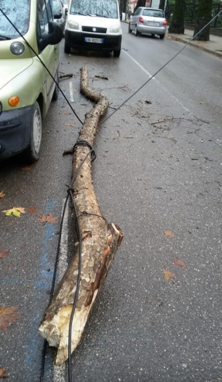 Tiranë, këputet pema tek 