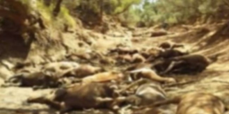 I nxehti në Australi po shkatërron faunën! Me qindra kafshë po ngordhin[FOTO]