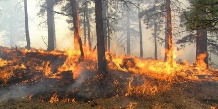 11 vatra zjarri mbajnë në ankth Shqipërinë, ja qarqet problematikë