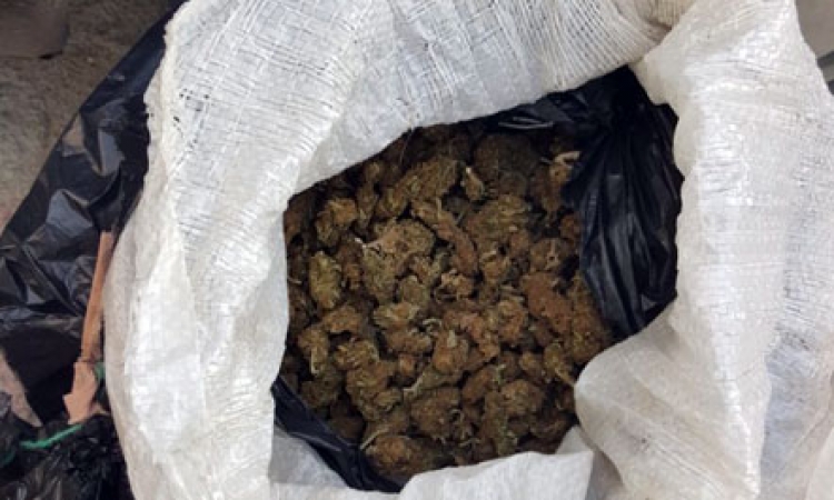 Krujë, sekuestrohen 46.5 kg marijuanë