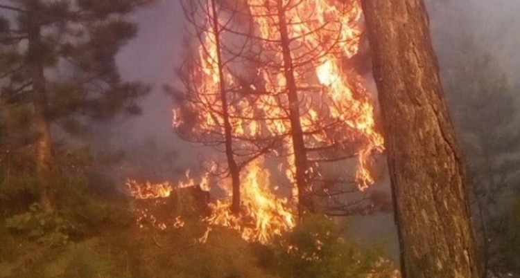 Zjarr masiv në Fushë-Arrëz! Dëmtohen shtyllat elektrike, OSHEE stakon energjinë