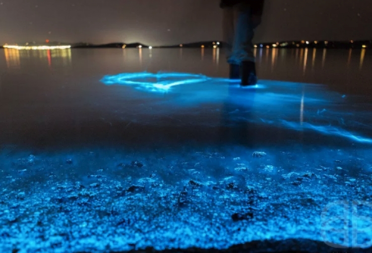 Kur preket uji ‘ndriçon’, njihuni me fenomenin e lotëve blu [VIDEO]