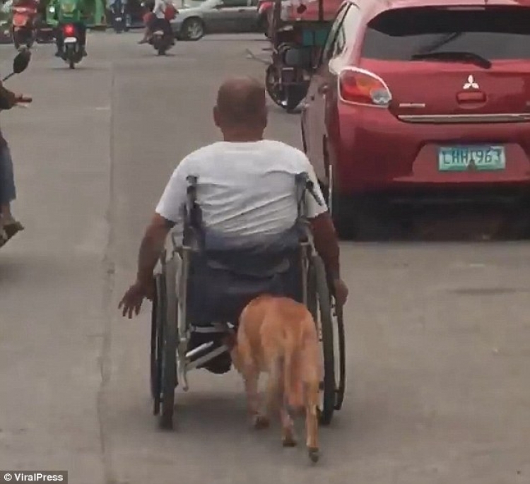 Prekëse/ Askush se ndihmon burrin invalid veç qenit [VIDEO]