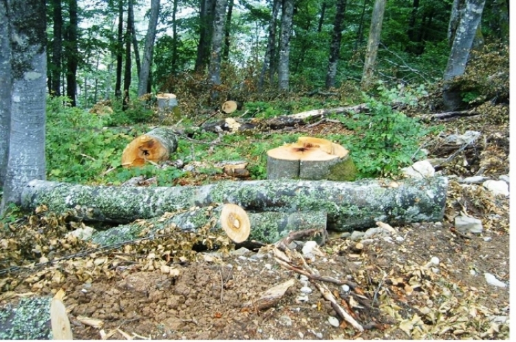 Pogradec, fshehën dëmin në pyllin e Bishnicës, procedohen penalisht zyrtarët e Sektorit të Pyjeve, shtetasit me iniciale G.I, 45 vjeç, F.M, 50 vjeç dhe E.Gj, 43 vjeç