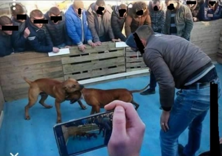 “Të fortët”, ndeshin qentë në ring deri në shqyerje…[FOTO e rëndë]