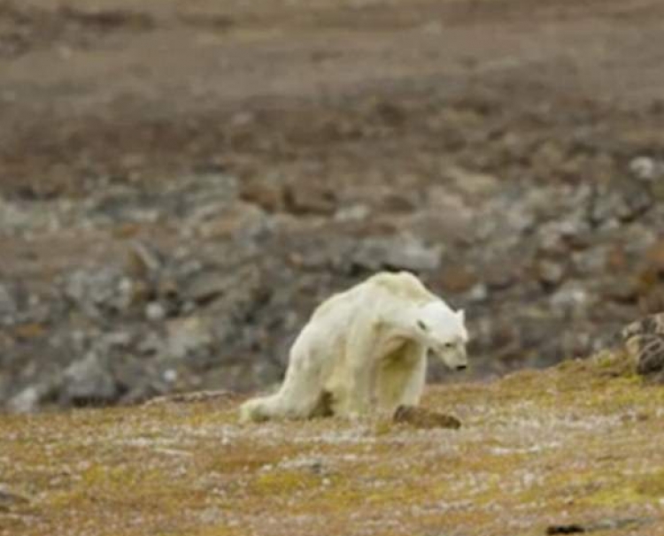Të shohësh një ari polar... duke u tretur [FOTO]