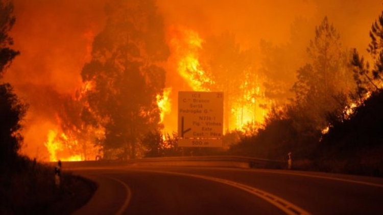 Merr flakë pylli në Portugali, 57 të vdekur e shumë të zhdukur [FOTO]