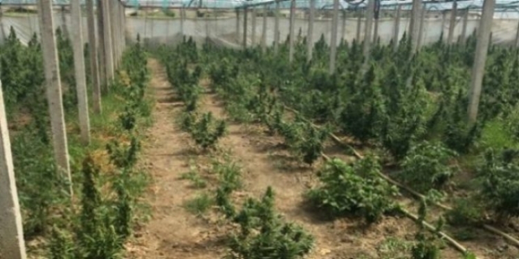 Sekuestrohen 1800 rrënjë kanabisi në Gjirokastër, arrestohet 59 vjeçari me iniciale S.N