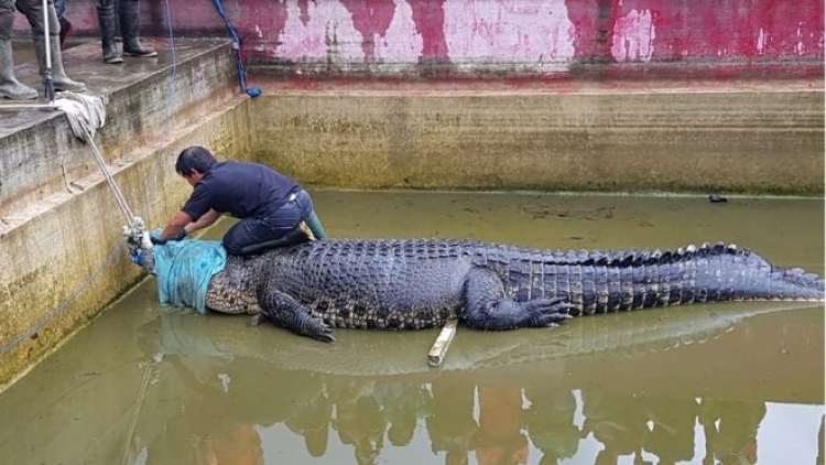 Krokodili gjigand vret gruan që e ushqente