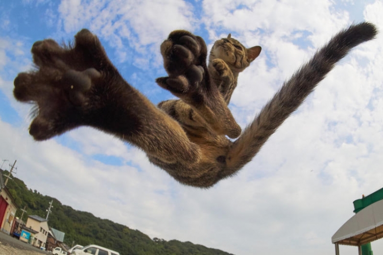 Macet Kung Fu, akrobaci në ajër [FOTO]
