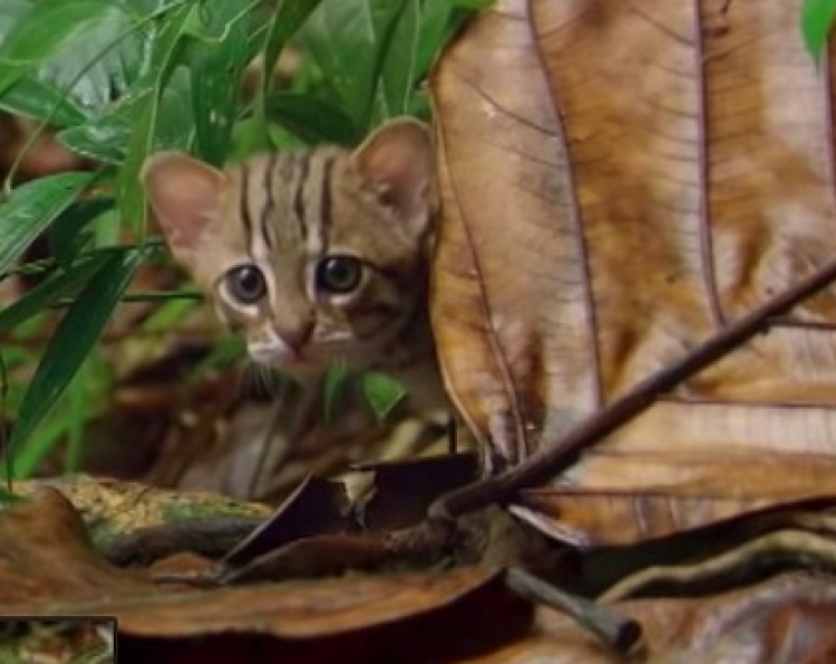 Njihuni me macen më të vogël në botë, si fshihet mes xhunglës…[VIDEO]