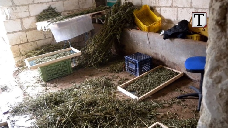 Magazina me drogë në Laç, 11 persona të pandehur në gjyq, mes tyre biznesmen dhe efektivë policie