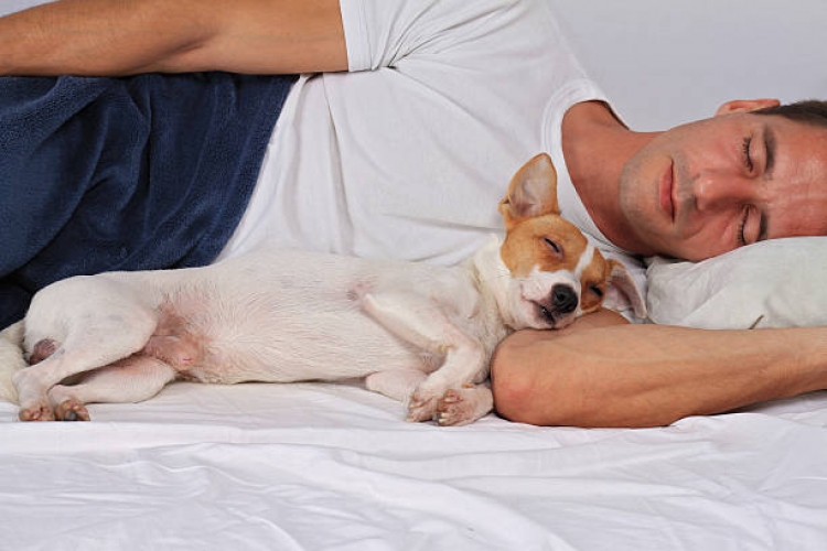 7 arsye pse është më mirë ta lejoni qenin të flejë në shtratin tuaj. Çfarë thotë studimi