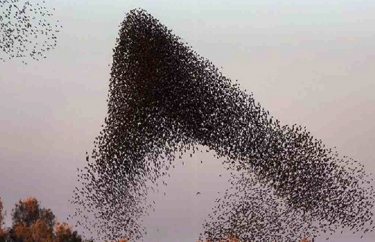 Zogj të “çmendur” pushtojnë qiellin në Itali, çfarë po ndodh? [VIDEO]