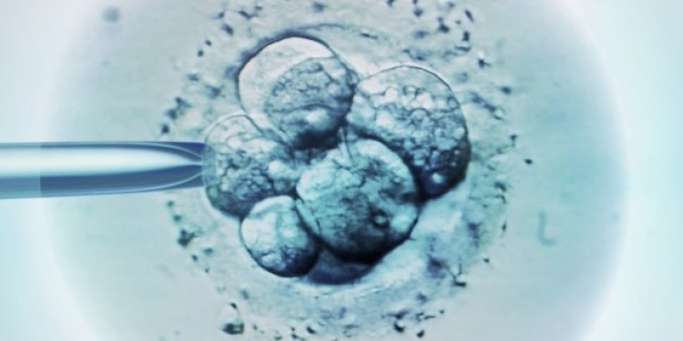 Japonia miratoi ligjin për modifikimin e gjeneve që në embrion