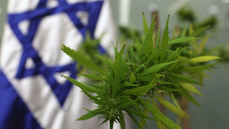 Izraeli si Holanda, miraton ligjin për eksportin e marihuanës