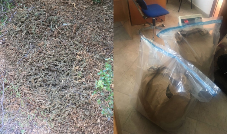 Policia sekuestron rreth 11 kg kanabis sativa në Himarë