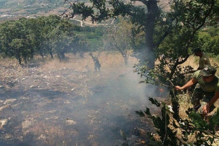 Zjarr i fuqishëm në Vlorë, digjen 400 rrënjë ullinj shekulllorë