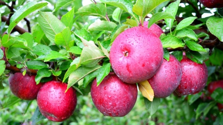 Sheikët arabë konsumojnë mollë shqiptare? Molla “Made in Albania’’ zgjeron tregun