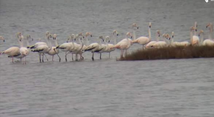 Flamingot me valëzimin e tyre, i japin një ngjyrë tjetër peizazhit të Karavastasë në këto ditë gri