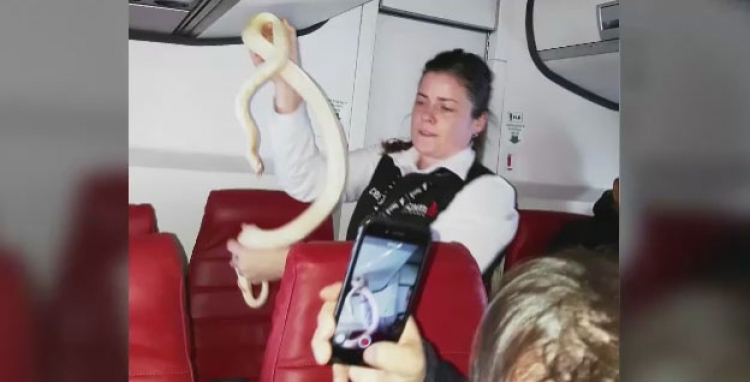 Gjarpri tmerron pasagjerët në avion [VIDEO]