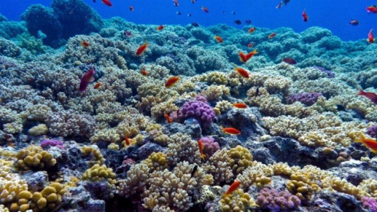 Shkencëtarët program të posaçëm në mbrojtje të koraleve