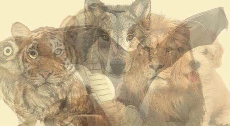 Cilën kafshë dalluat të parën? Luanin, bufin, ujkun apo... Ky test do ju nxjerrë në pah shumë gjëra