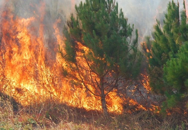 Zjarret përfshijnë dhe Lushnjen. Shkrumbohen 10 hektarë