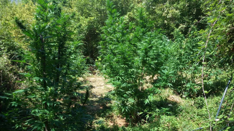 Asgjesohen mbi 13 mijë bimë cannabis sativa në Memaliaj