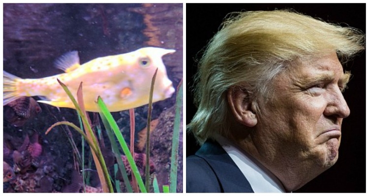 Pas peshkut Trump që shkriu internetin, ja sozitë e tjera ujore të personazheve të famshëm! [FOTO]