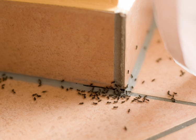Si të shpëtoni nga milingonat në shtëpi?