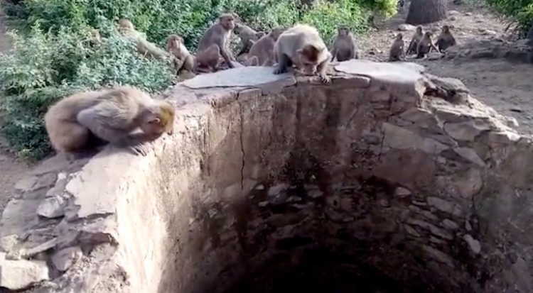 Majmunët i shpëtojnë jetën leopardit, i cili ra në pus [VIDEO]