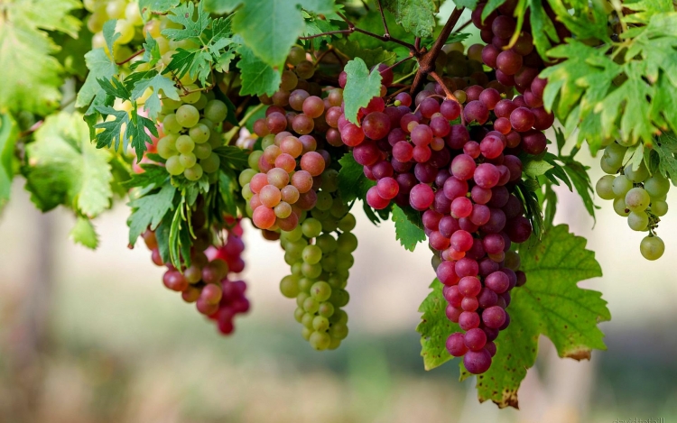 Si ndikon konsumimi i rrushit në shëndetin tuaj