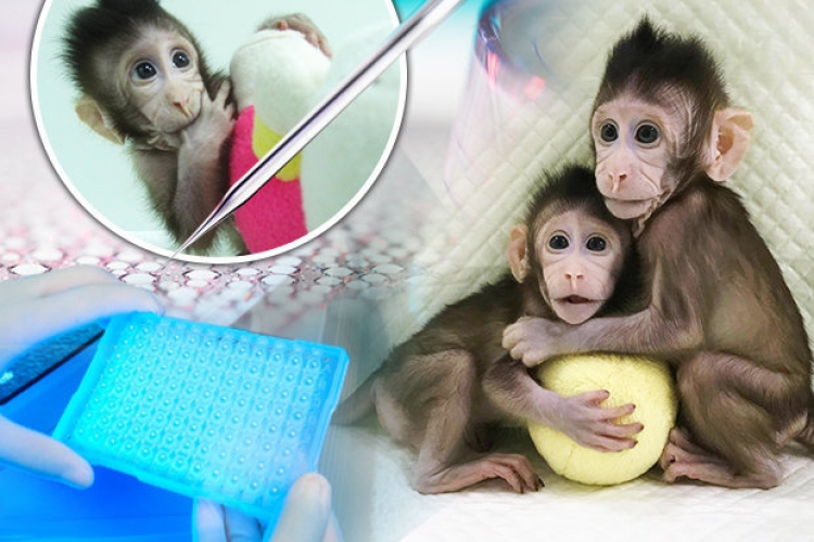 Majmunët do të jenë sërish paraardhësit tanë! Kësaj radhe nga klonimi