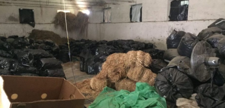 Përmet, arrestohet 61-vjeçari Ismail Saliu i konsideruar si administratori i magazinës ku u gjetën 12 tonë kanabis