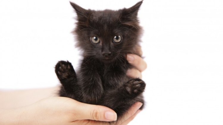 A sjellin macet e zeza vërtet fat të keq?