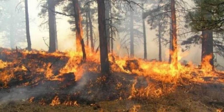 Shqipëria në luftë me flakët, vetëm 24 orët e fundit shënohen 7 vatra të reja zjarri