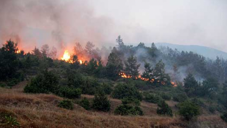 Zjarr masiv në Rrerës të Patosit, rrezikohen banesat