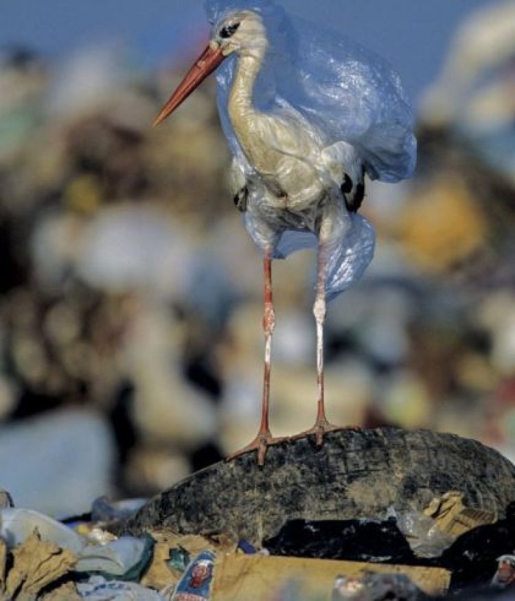 Situatë alarmi. Disa shtete marrin masa për reduktimin e plastikës [FOTO]