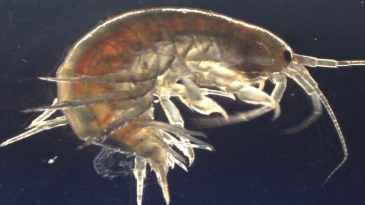''Habiten'' studiuesit, zbulojnë kokainë dhe drogëra të tjera brenda karkalecave të detit