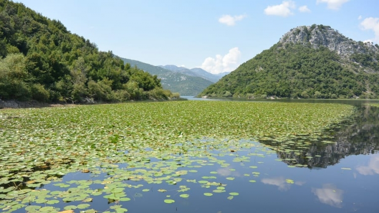 CNN i kushton një reportazh Liqenit të Shkodrës: Ja pse duhet ta vizitoni!
