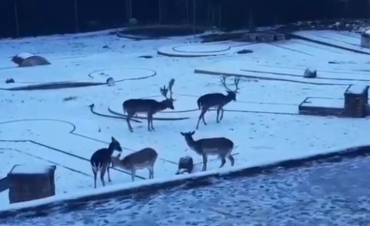 Moti për Janarin, satelitët parashikojnë përkeqësim. Temperaturat do të arrijnë...