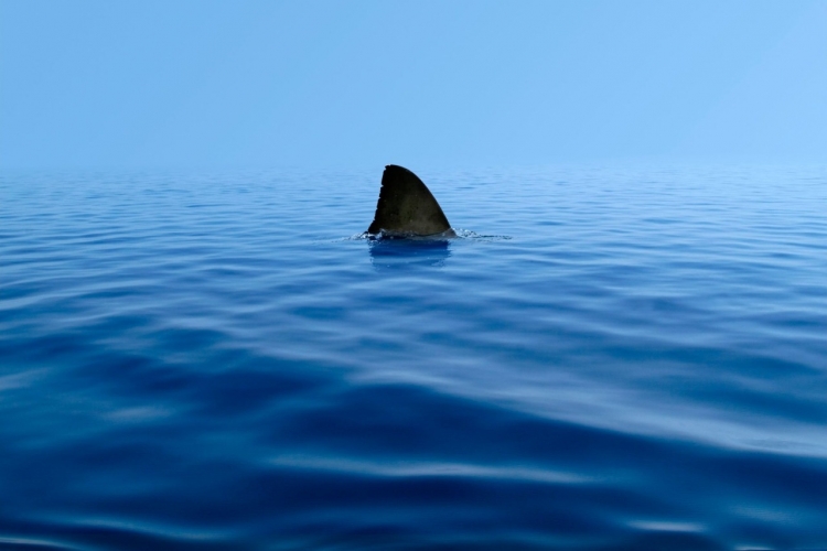 Krijesa më e rrezikshme në Tokë s’është peshkaqeni, madje as vetë njeriu