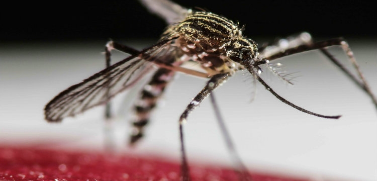 Zika, edhe më i rrezikshëm sesa mendohej