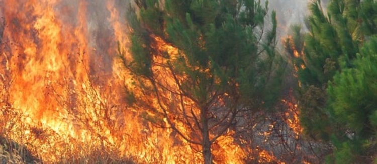 Zjarr i madh në Levan, era e fortë vështirëson shuarjen