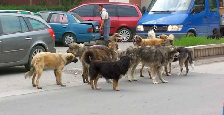 Veliaj teksa flet për kafshët, iu kërkon dhe njerëzve të sillen si njerëz...