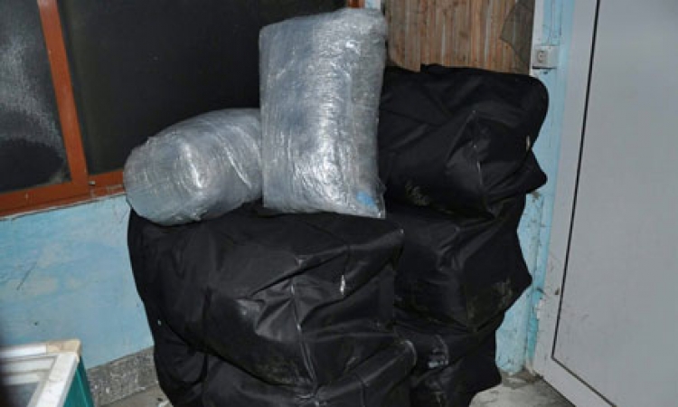 1.5 ton kanabis sekuestrohen në Vlorë, arratisen autorët