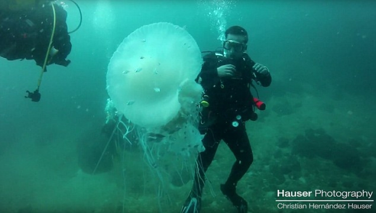 Ky është kandili i detit më gjigand që keni parë ndonjëherë [VIDEO]