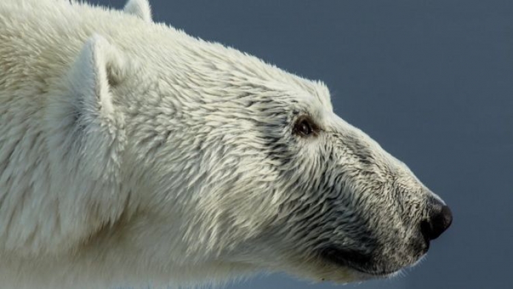 Ariu polar vret kanadezin. Ai i doli para kafshës së egër duke mbrojtur fëmijët e tij