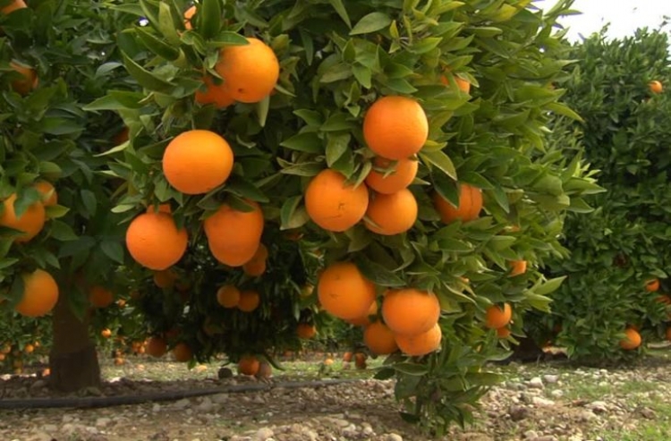 Shqipëria e para në rajon për prodhimin e portokalleve